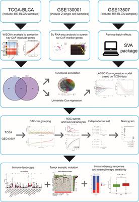 Construction of cancer- associated fibroblasts related risk signature based on single-cell RNA-seq and bulk RNA-seq data in bladder urothelial carcinoma